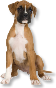 Boxer pup