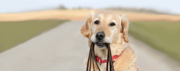 Foto van een hond met een hondenriem in zijn bek