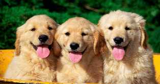 Foto van 3 puppies op een rij