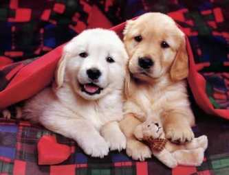 Foto van puppies onder een dekentje