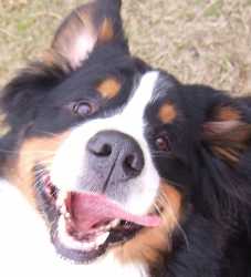 Foto van een hond met uithangende tong